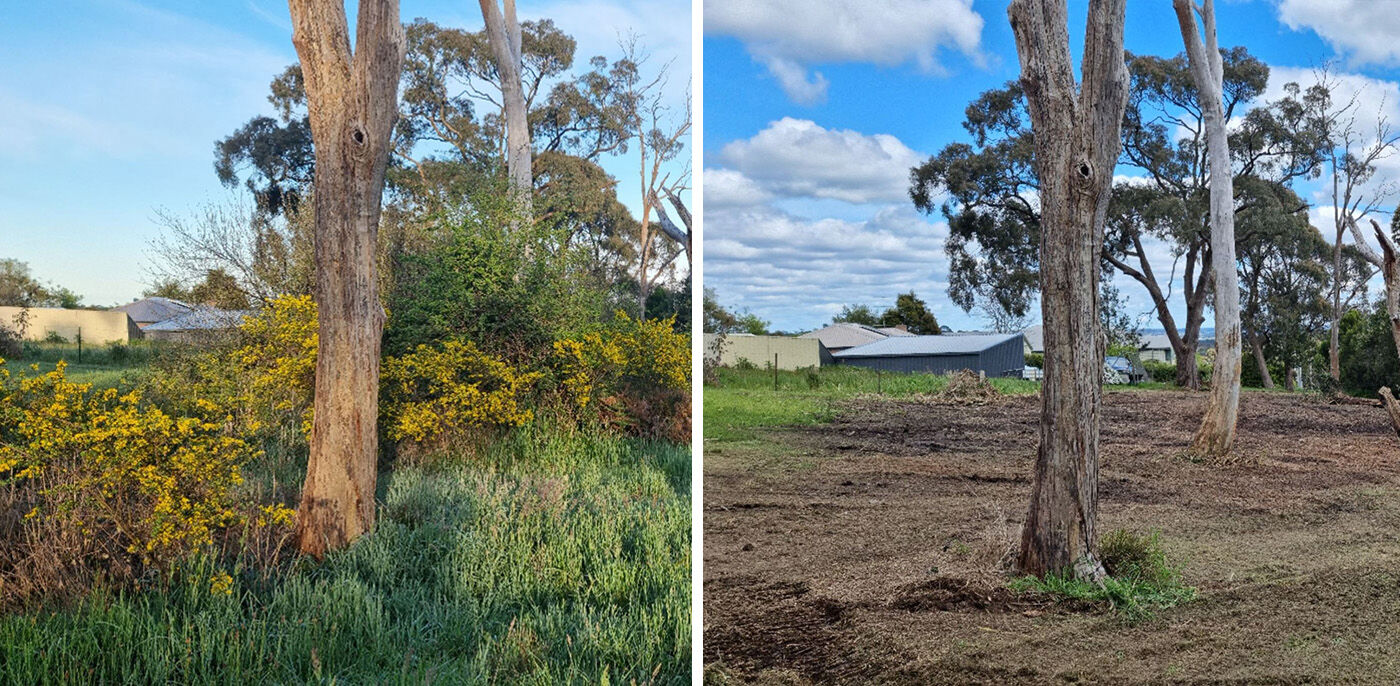 Successful Gorse Management 