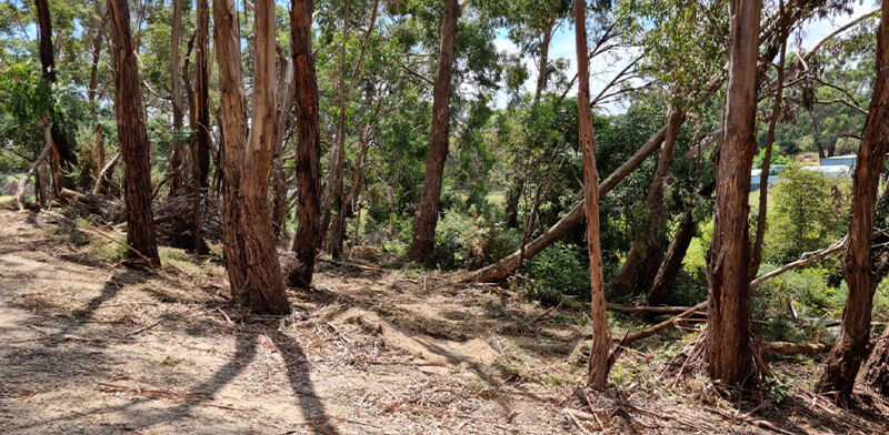 Gorse Mulching After - EME Contracting