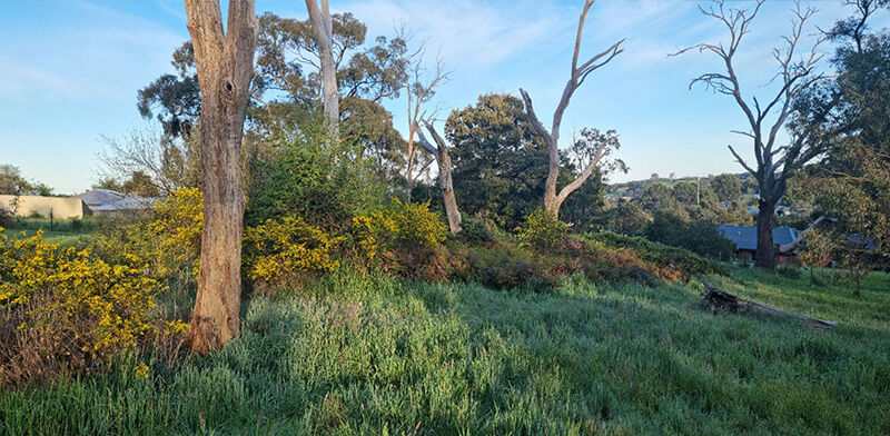 Gorse Mulching Before - EME Contracting