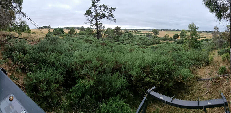 Gorse Mulching Before - EME Contracting