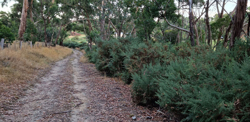 Gorse Mulching Before - EME Contracting