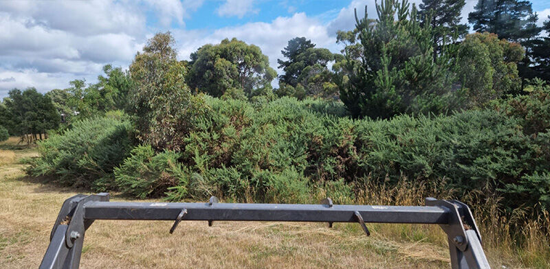 Gorse Mulching Before - EME Contracting