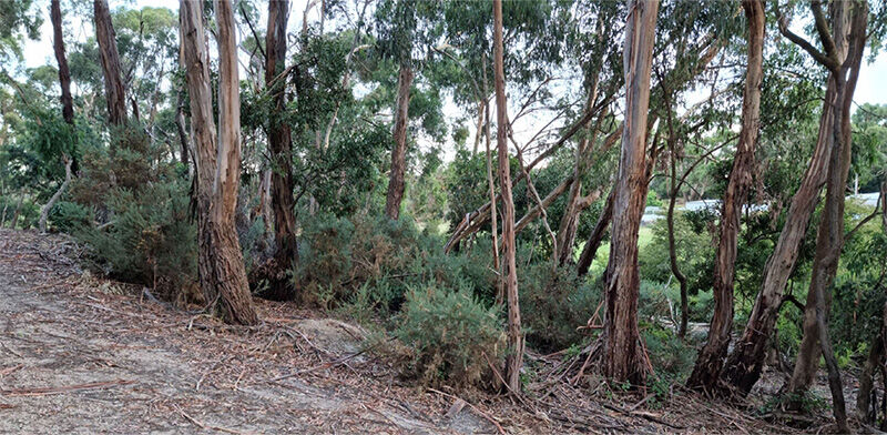 Gorse Mulching Before - EME Contracting