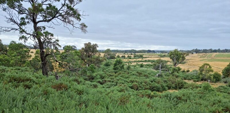 Gorse Mulching Before - EME Contracting