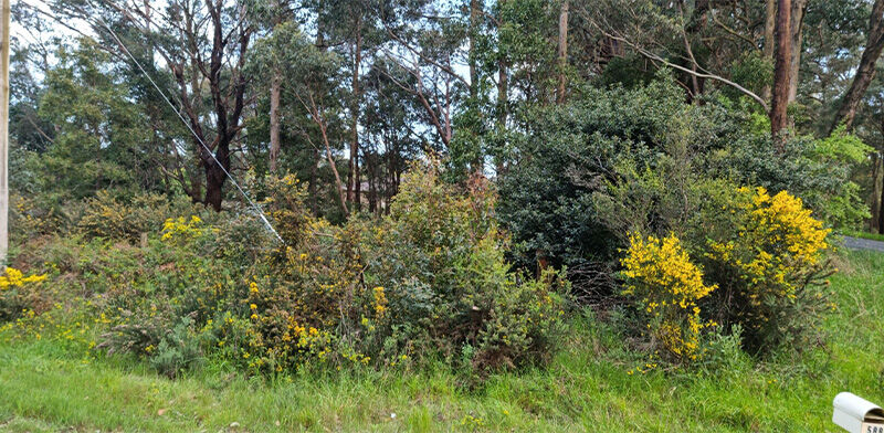 Fence Line Removal and Mulch Before - EME 