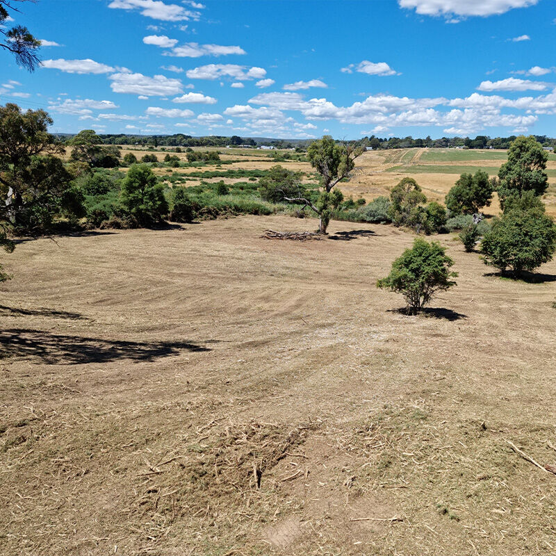 Gorse Mulching & Management