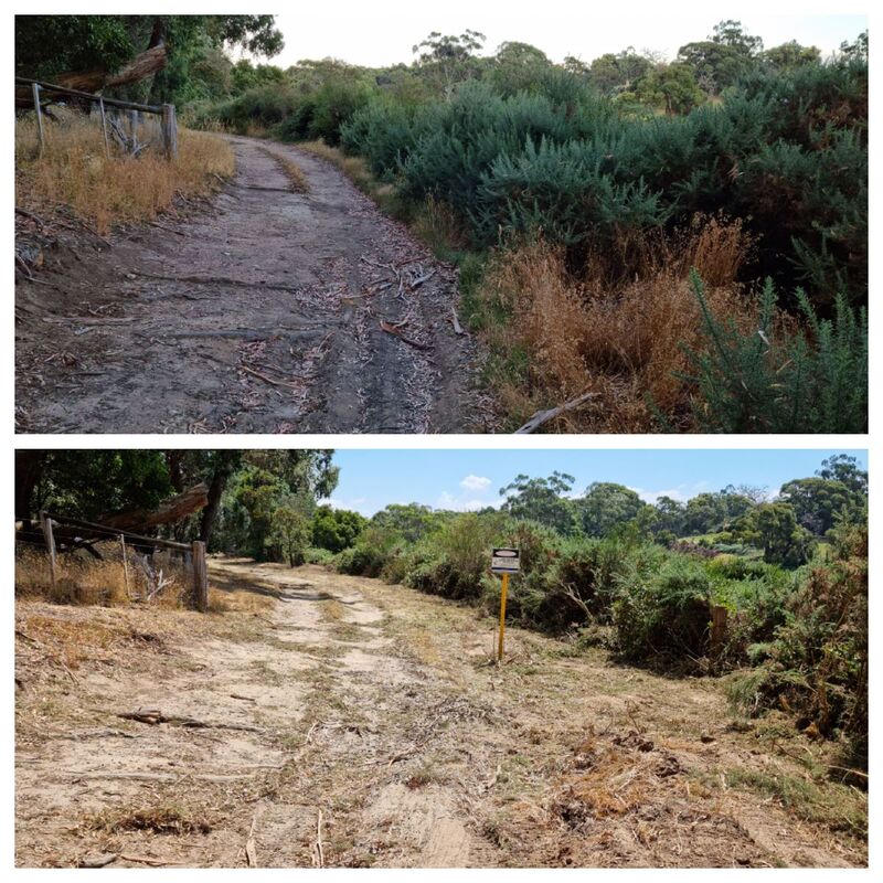 Gorse Mulching Before and After - EME