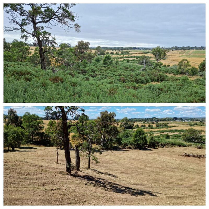 Gorse Mulching Before and After - EME